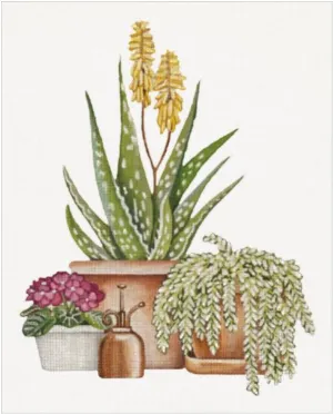 MLT749A  ALOE & SUCCULENTS