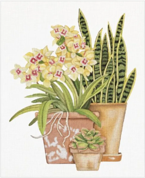 MLT749B  SNAKE PLANT & SUCCULENTS