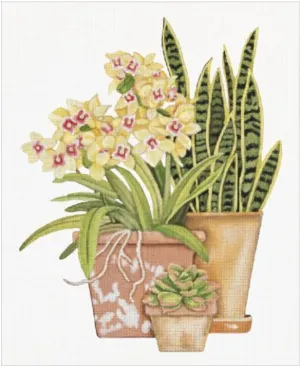 MLT749B  SNAKE PLANT & SUCCULENTS